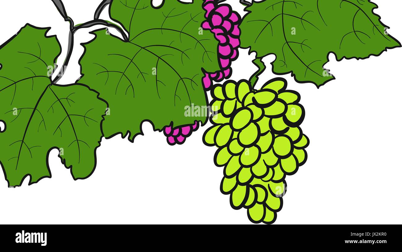 Grüne und Rote Reben Trauben, Handgezeichnete farbige Abbildung, Vektor Bild Stock Vektor