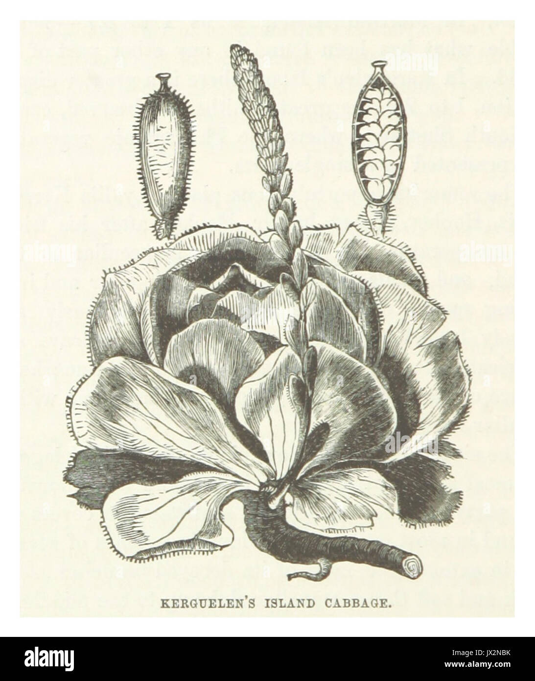 NUNN(1850) p226 KERGUELEN Insel Kohl Stockfoto
