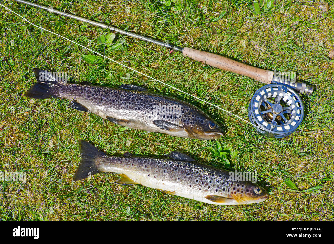 Zwei Fangfrische Bachforellen aus einer Sutherland hill Loch auf Gras mit Stange, Haspel und Zeile angezeigt. Stockfoto