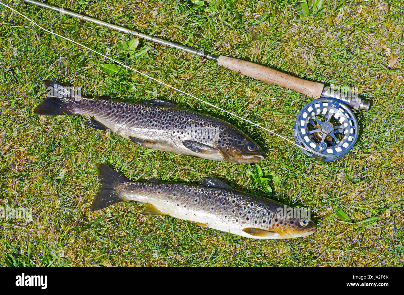 Zwei Fangfrische Bachforellen aus einer Sutherland hill Loch auf Gras mit Stange, Haspel und Zeile angezeigt. Stockfoto