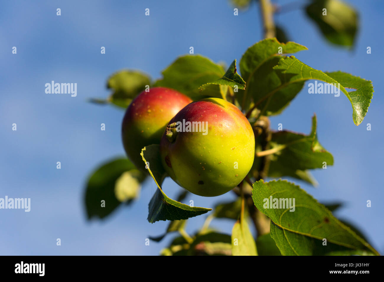 Mostäpfel wild wachsenden hoch auf einem Hügel in Asturien, im Norden Spaniens. Stockfoto