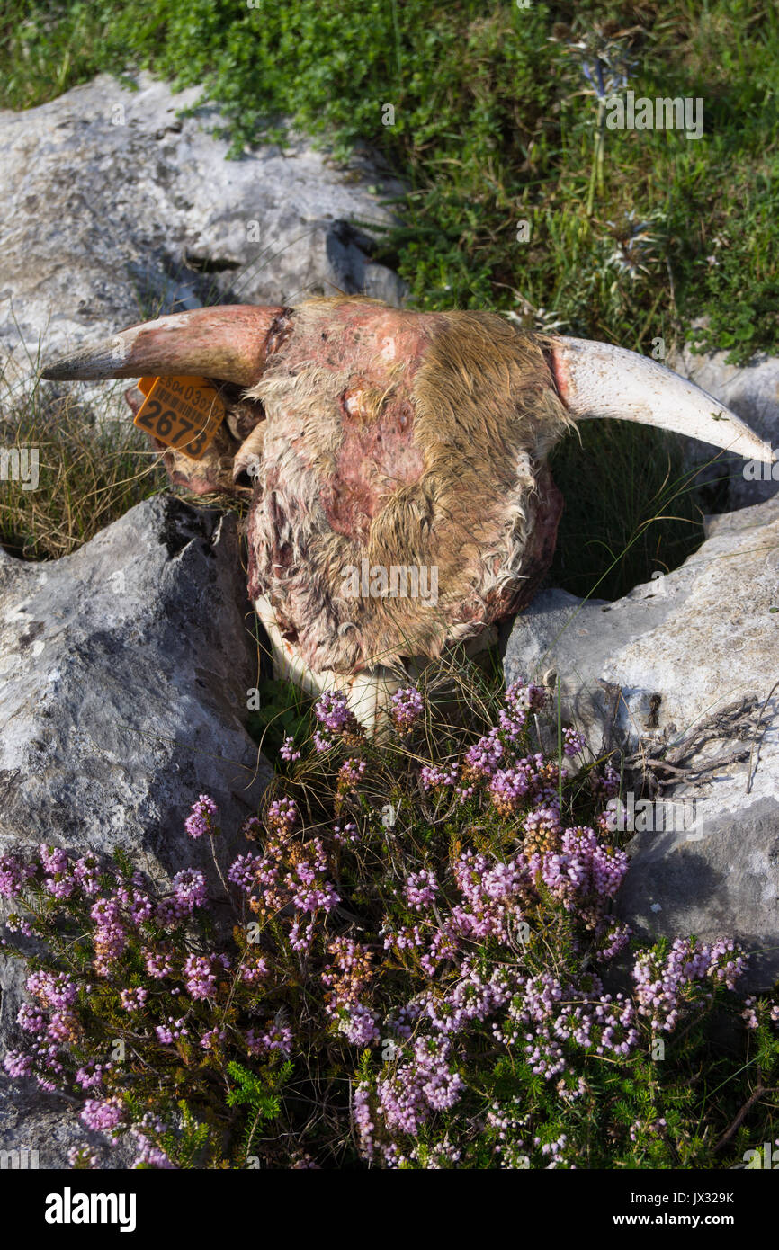 Schädel eines Asturischen Kuh zwischen zwei Felsen auf einem Bett von Heather platziert, Kuh Schädel noch mit Haut und Haar, Kühe Ohrmarke noch im Ohr. Stockfoto