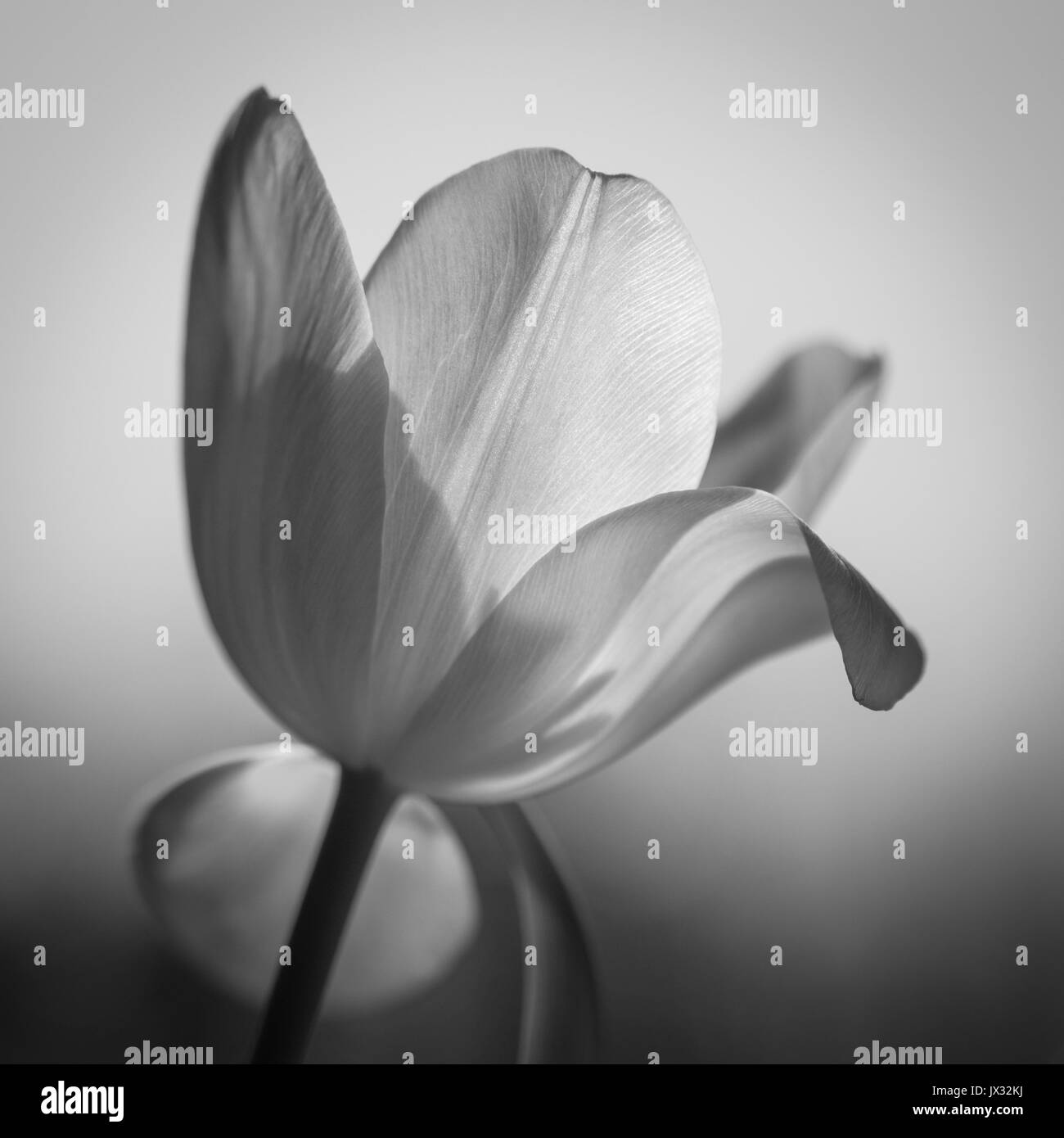 Blass Tulip in Schwarz und Weiß mit der Blütenblätter gegen das Licht entfalten. Stockfoto
