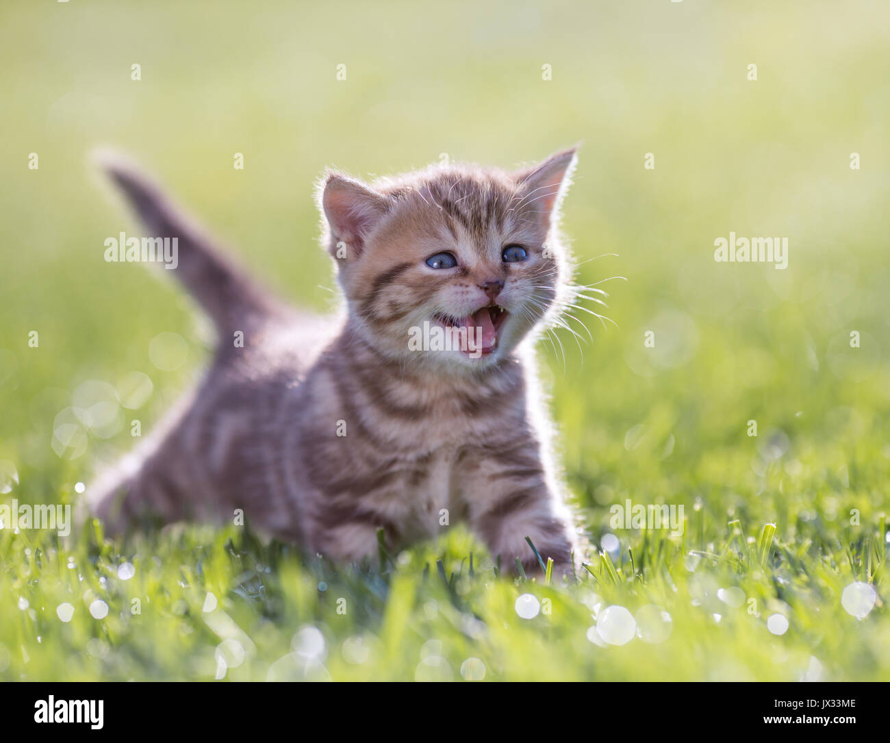 Junge lustig Katze miauen im grünen Gras Stockfoto