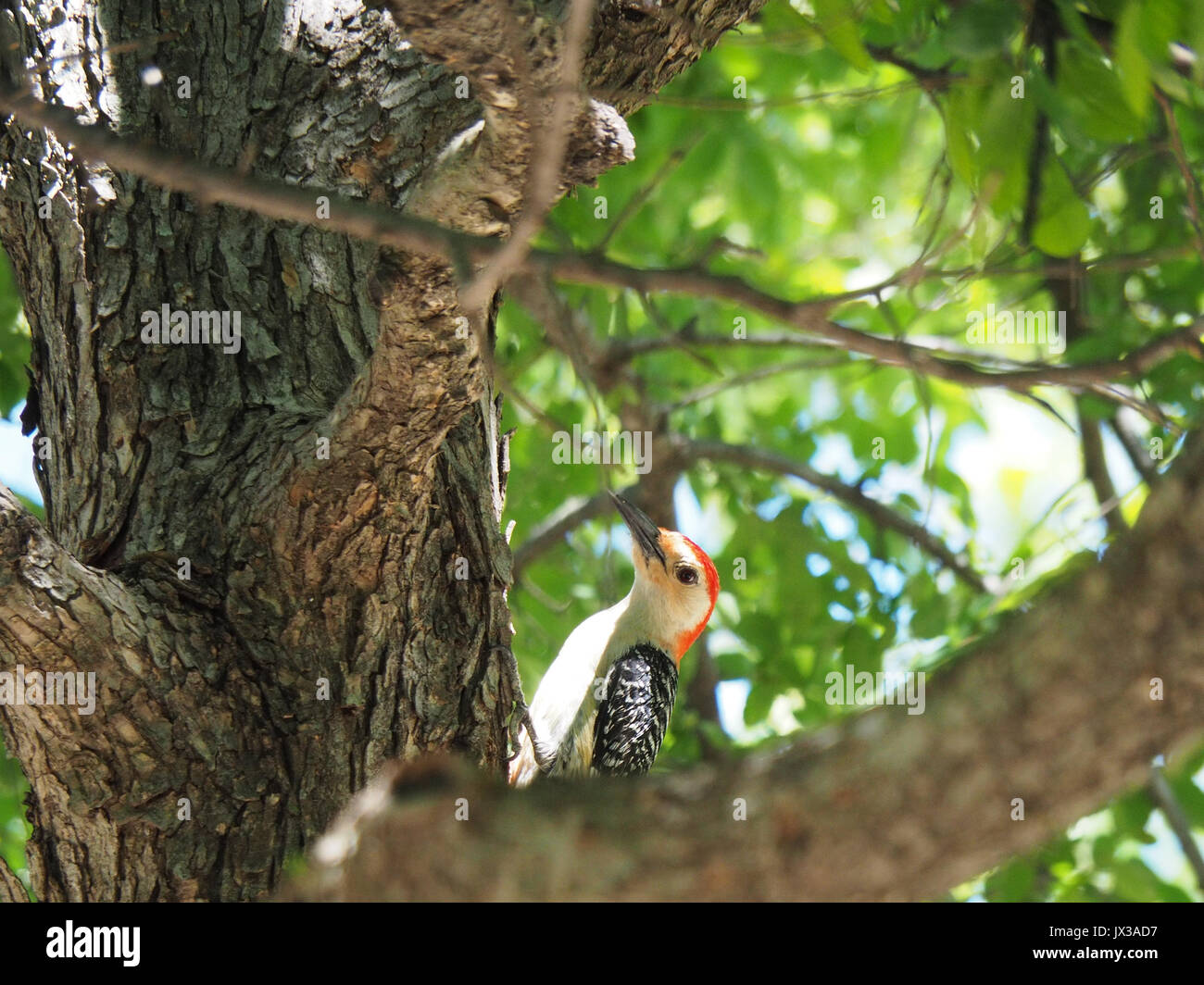 Specht sitzen auf einem Baum an White Rock Lake Park Stockfoto