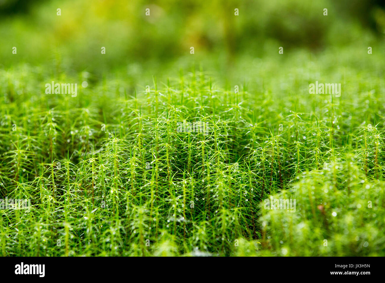 Sphagnum wild wachsenden Stockfoto