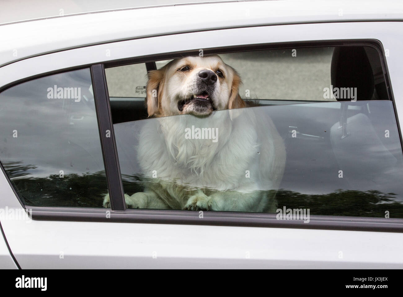 Hund im Auto versuchen, Abkühlen gesperrt Stockfoto