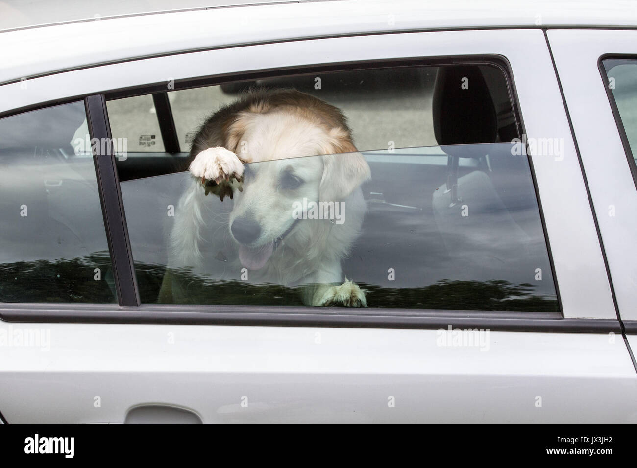 Hund im Auto versuchen, Abkühlen gesperrt Stockfoto