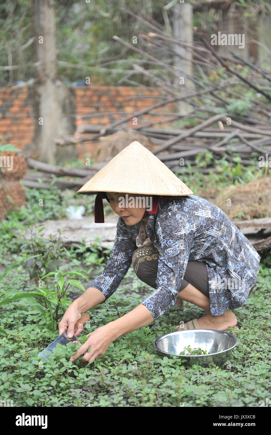 Vietnamesische lokale Lady picking grünes Blattgemüse für das Kochen. Lai Thieu. VIETNAM Stockfoto