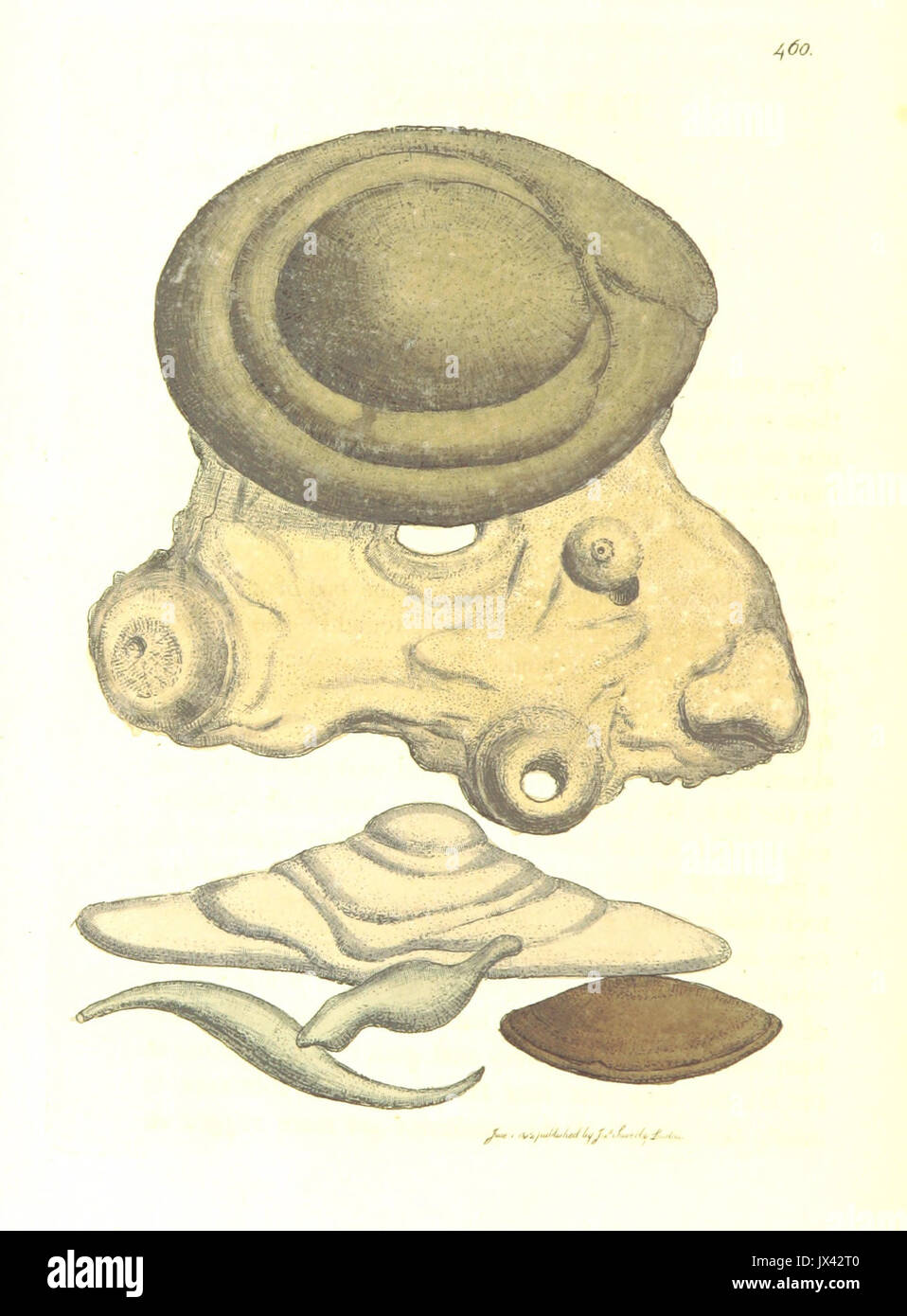 British Mineralogy Vol. 5 (1817) p236 T460 ARGILLA Marga Stockfoto