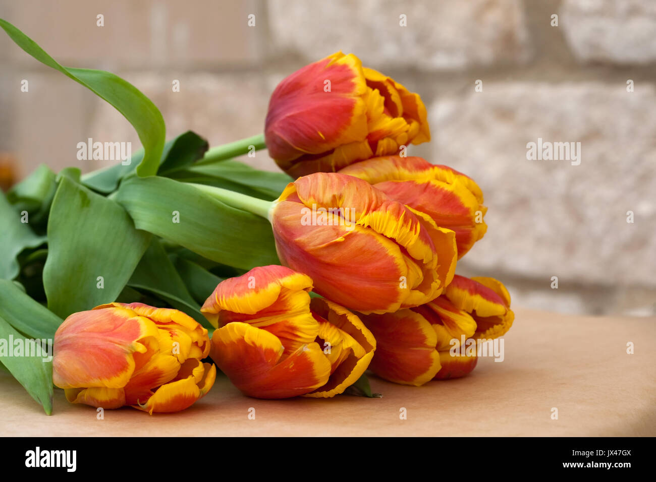 Bunte Tulpen Stockfoto