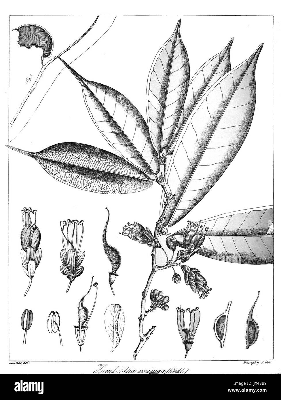 Humboldtia unijuga Govindoo Stockfoto