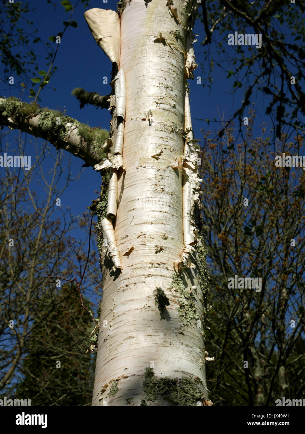 Betula utilis jacquemontii, der Himalaya Birke. Dieses Exemplar ist im Pine Lodge Gardens, St Austell, Cornwall. Das Bild zeigt die abblätternde Rinde. Stockfoto