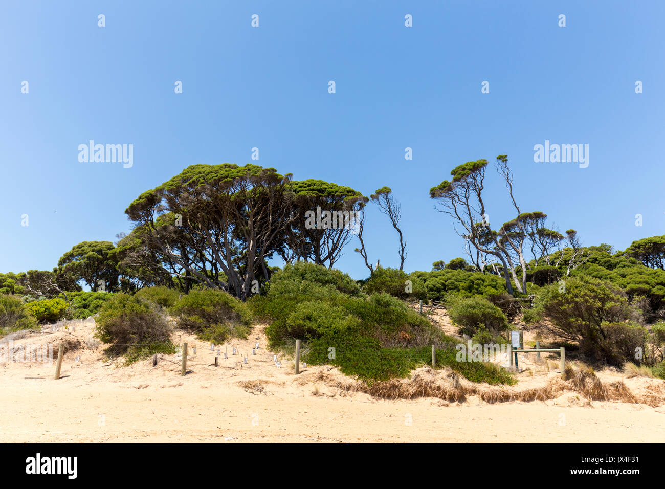 Red Rocks Beach an einem sonnigen Tag, Phillip Island, Victoria, Australien Stockfoto