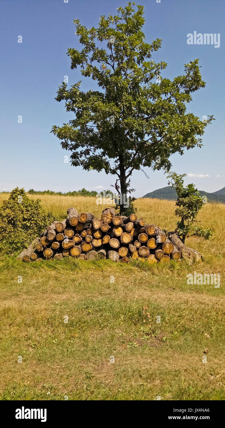 Holz Lagerstapel" in den Wald Stockfoto