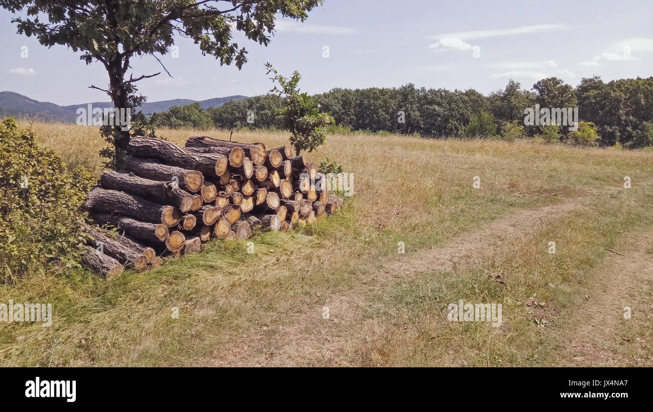 Holz Lagerstapel" in den Wald Stockfoto