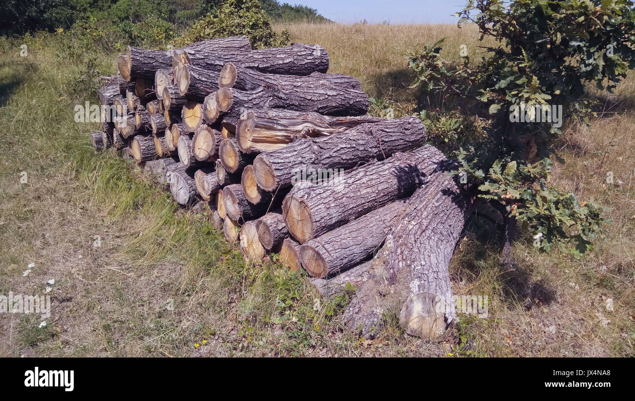 Holz Lagerstapel" in den Wald Stockfoto