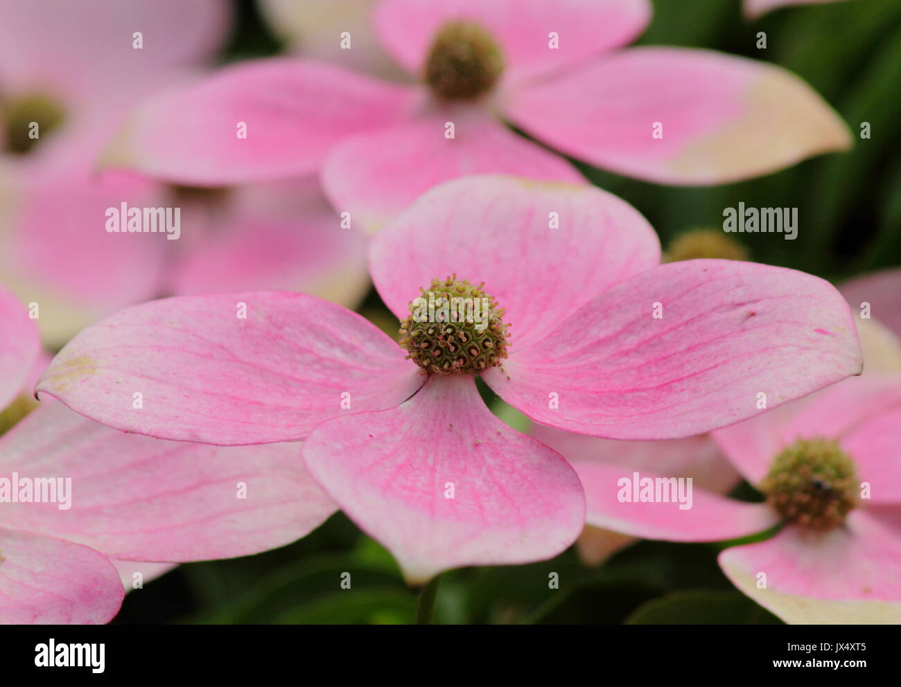 Cornus 'Norman Hadden eine blühende Hartriegel angezeigte Hüllblätter, die schattiert von weiß bis rosa mit Fälligkeit im Laufe des Sommers, Großbritannien Stockfoto