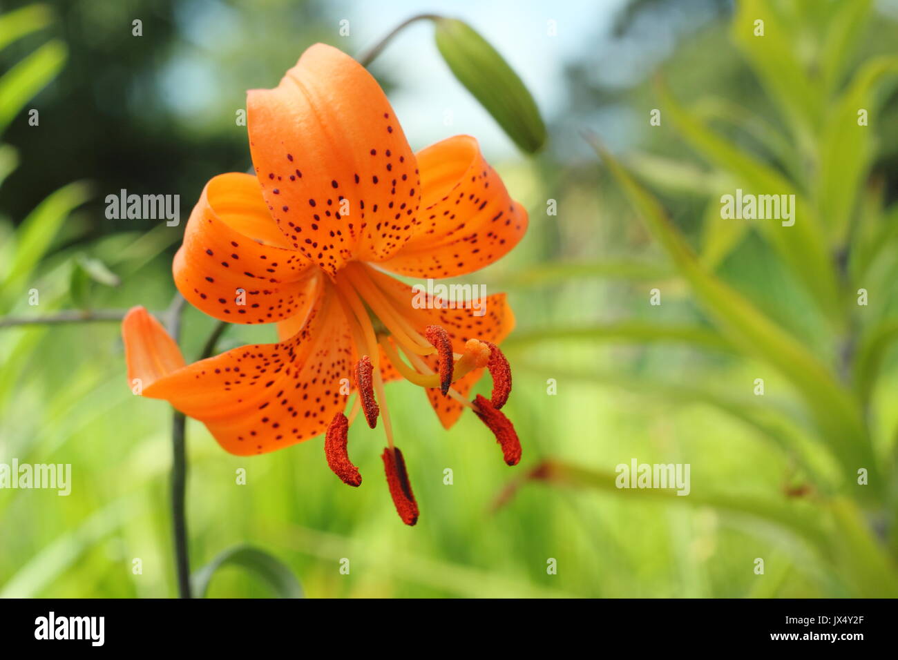 Lilium davidii 'Willmottiae "Sorte, die auch als David Lily's bekannt, in voller Blüte in einem Garten Grenze, UKjune, Stockfoto