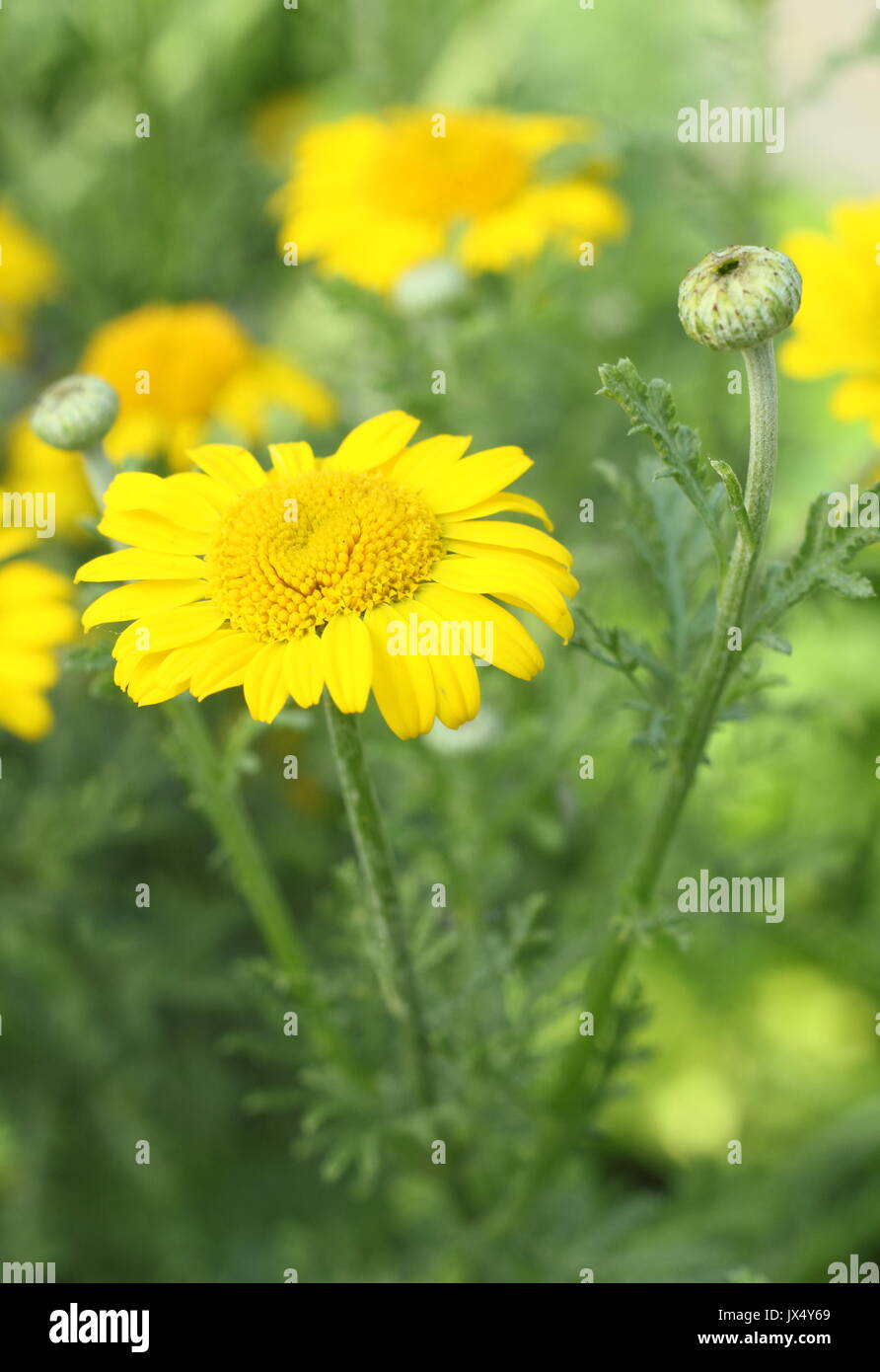 Golden marguerite Daisy (anthemis Dolmetsch) 'Kelwayi' Vielfalt, Blüte in einen sonnigen Garten Grenze Stockfoto
