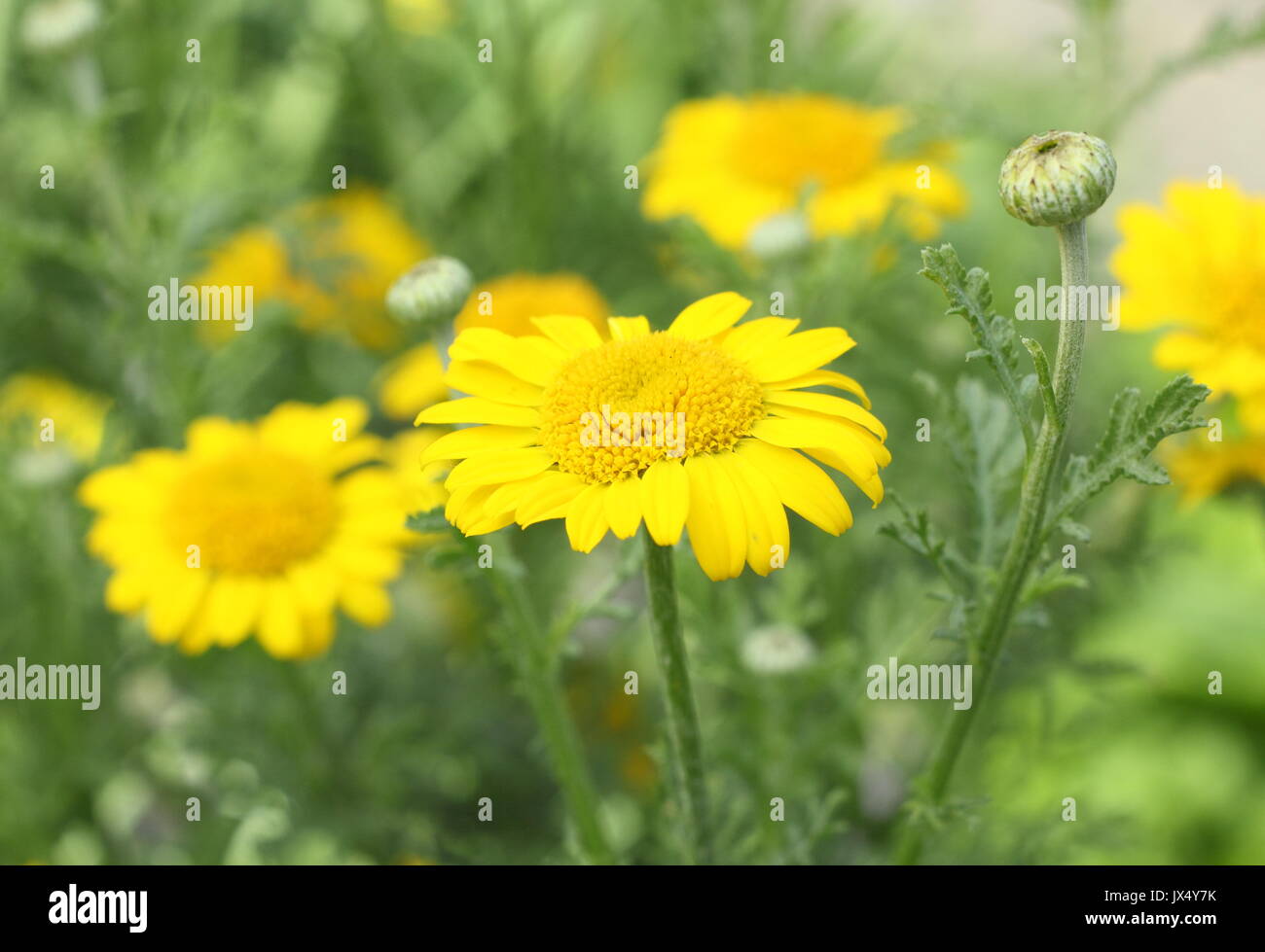 Golden marguerite Daisy (anthemis Dolmetsch) 'Kelwayi' Vielfalt, Blüte in einen sonnigen Garten Grenze Stockfoto