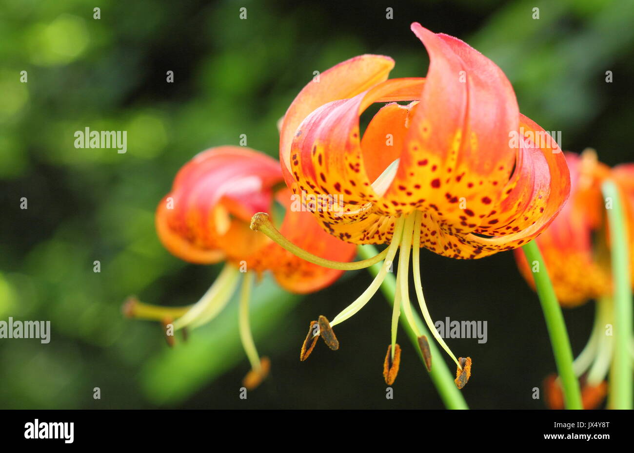 Riesige leopard Lilie (Lilium pardalinum giganteum''), auch genannt "Panther Lily', in voller Blüte im Sommergarten Grenze (Juli), UK Stockfoto