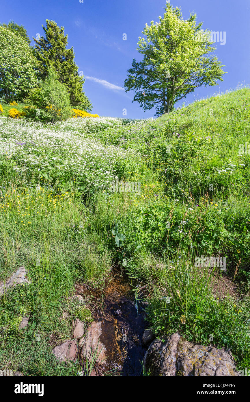 Frankreich, Ardèche, Parc naturel Regional des Monts d'Ardèche (regionalen Naturparks der Berge der Ardèche), Mont Gerbier de Jonc, Quelle der Lo Stockfoto