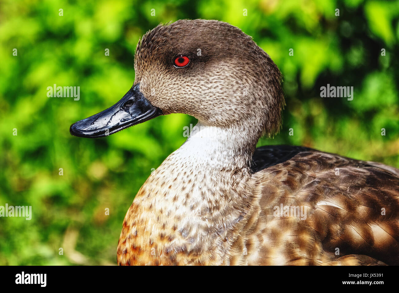 Nahaufnahme eines Crested Duck, mit einem hellen roten Auge Stockfoto