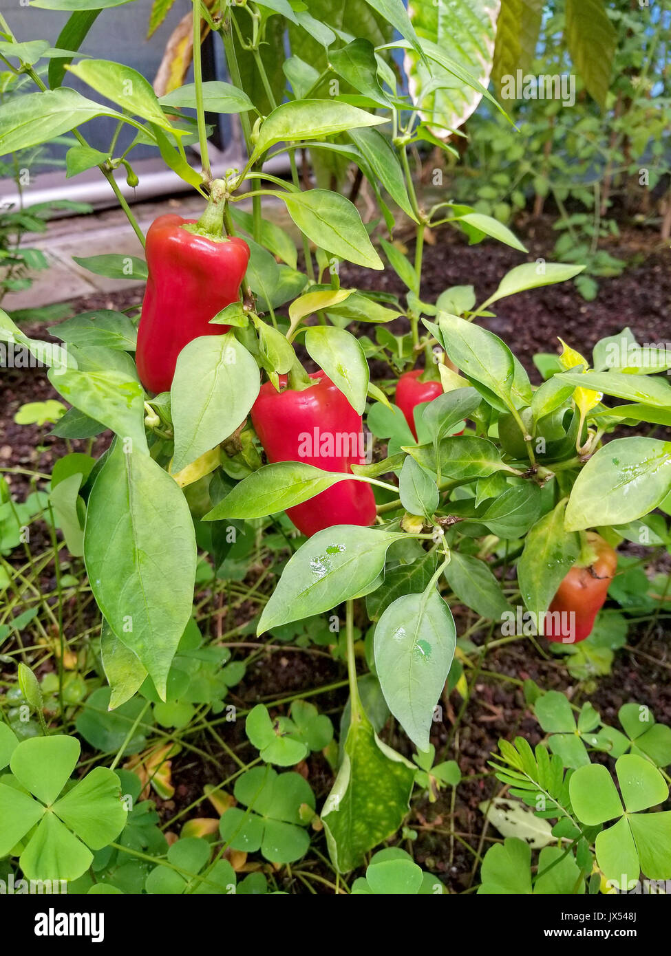 Regentropfen auf Paprika Pflanzen im Gemüsegarten Stockfoto