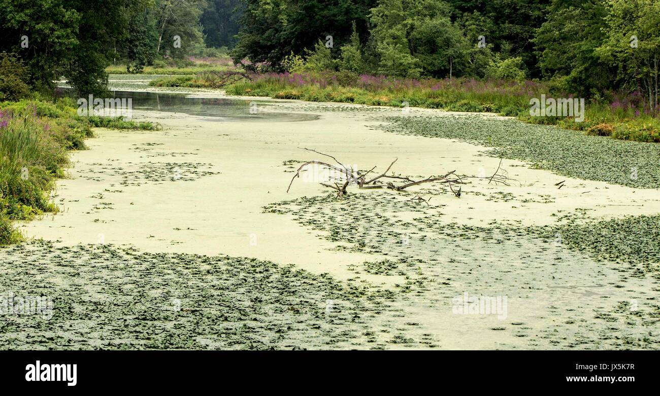 Newburgh, New York, USA. 15 Aug, 2017. Wissenschaftler warnen, dass der globale Klimawandel ist mit einem Anstieg der schädlichen blau-grünen Algen Blüte Teiche, Seen und Bäche zu Süßwasser. Credit: ZUMA Press, Inc./Alamy leben Nachrichten Stockfoto