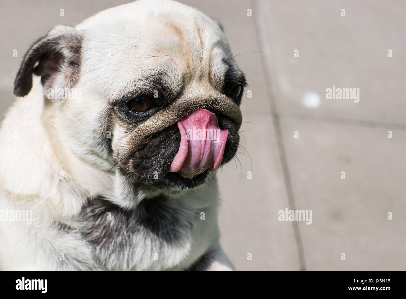 Der mops ist eine kleine hunderasse mit falten Fotos und Bildmaterial