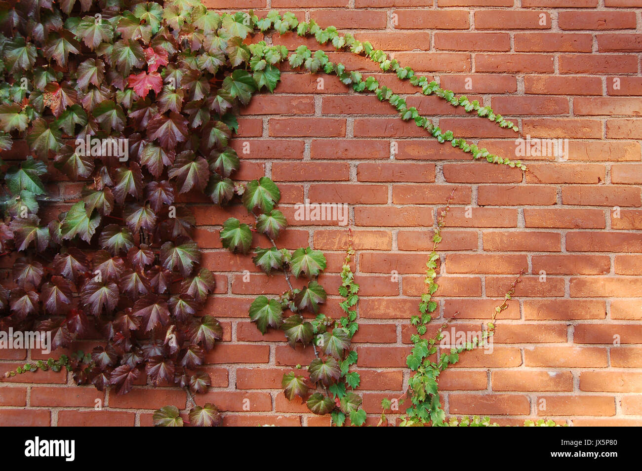 Efeu klettert kunstvoll eine Mauer Stockfoto