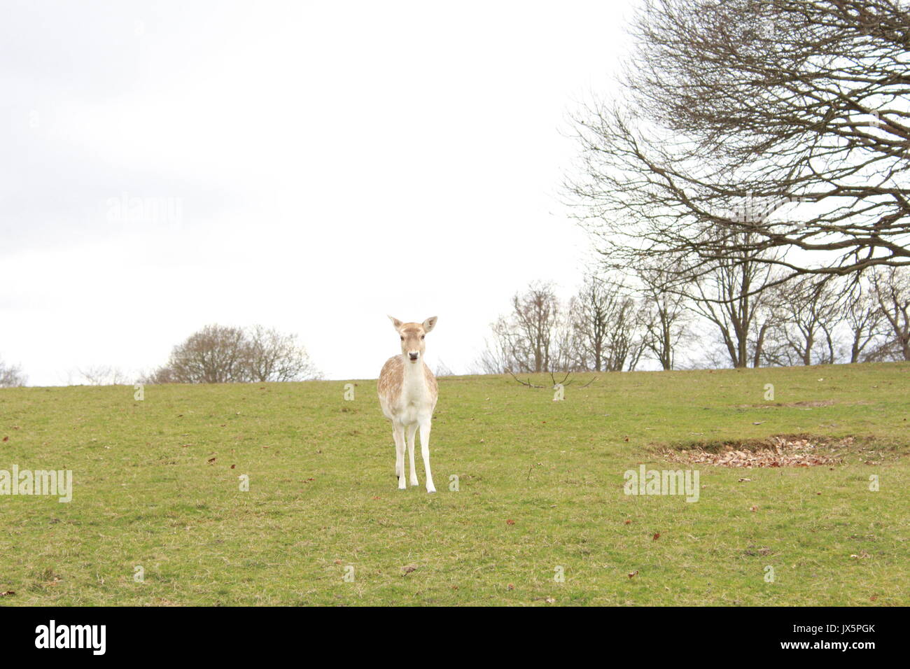 Ein damwild zu Fuß auf einer Wiese im Knole Park Stockfoto