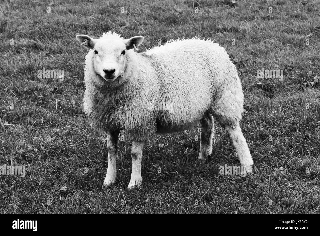 Einzelne Schafe in einem Feld mit fester Position auf Kamera in schwarz und weiß Ohren stach. Zuversichtlich Stockfoto