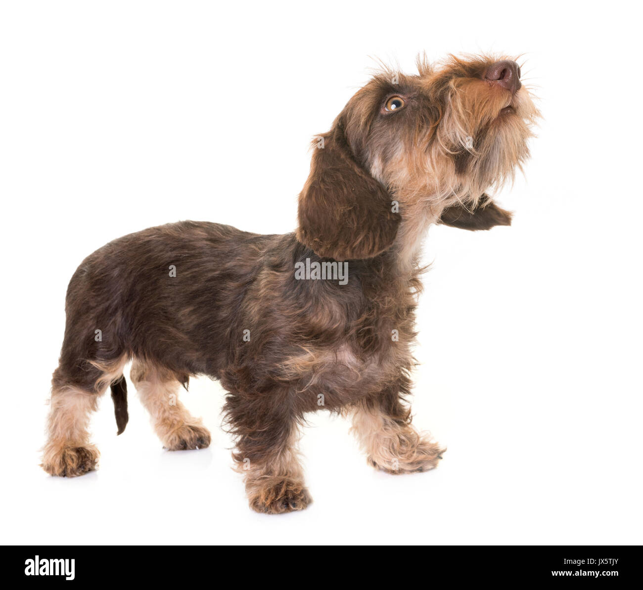 Welpen Wire-haired Dackel vor weißem Hintergrund Stockfoto