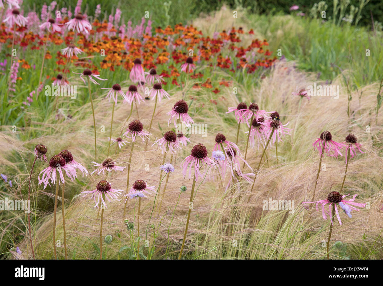 Markante Verband der Stipa tenuissima Pferdeschwänze Gras, Echinacea purpurea und Helenium im beständigen Garten bei Hauser und Wirth in Somerset Stockfoto