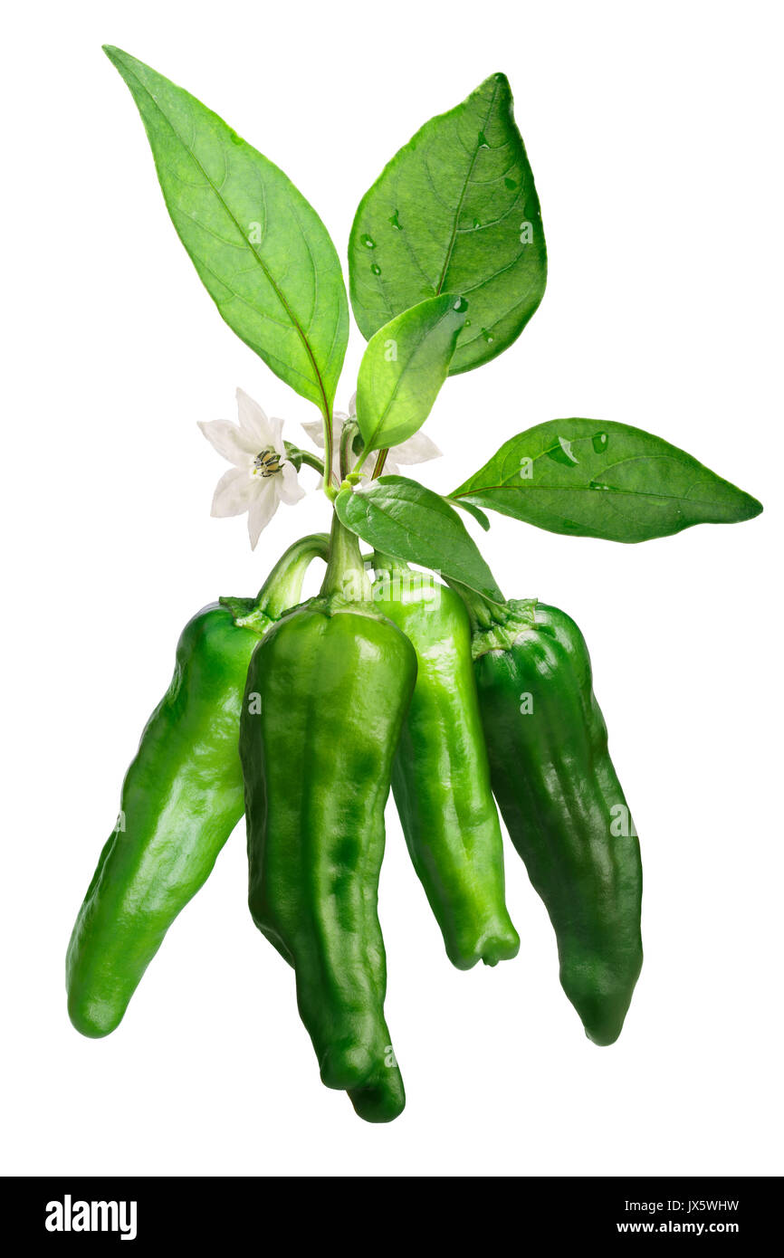 Shishito Chile peppers mit Blätter, grün (Capsicum annuum). Freistellungspfad Stockfoto