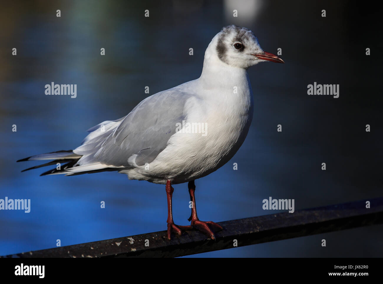 Lachmöwe Stockfoto