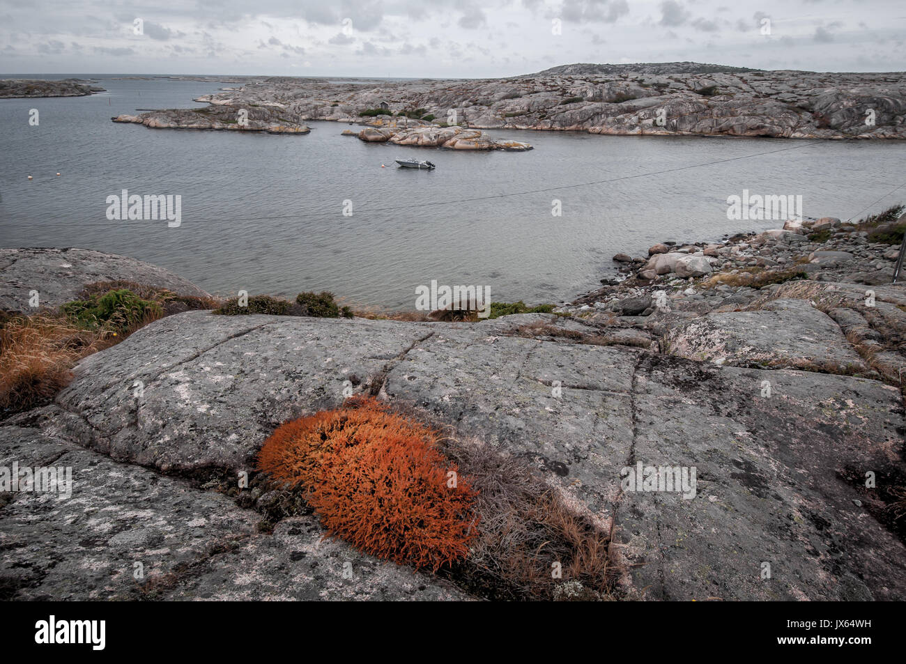 Schweden bohuslan Küste mit einem Boot und einige bunte Pflanzen Stockfoto