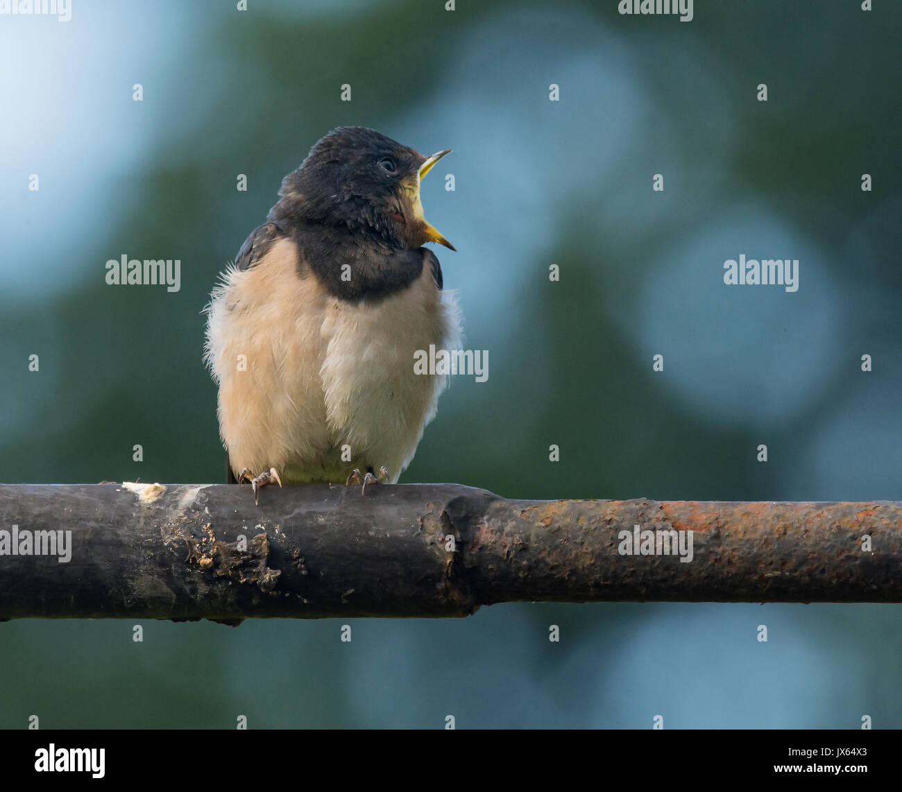 Schwalbe Hirundo rustica, stand auf Metall Geländer Stockfoto