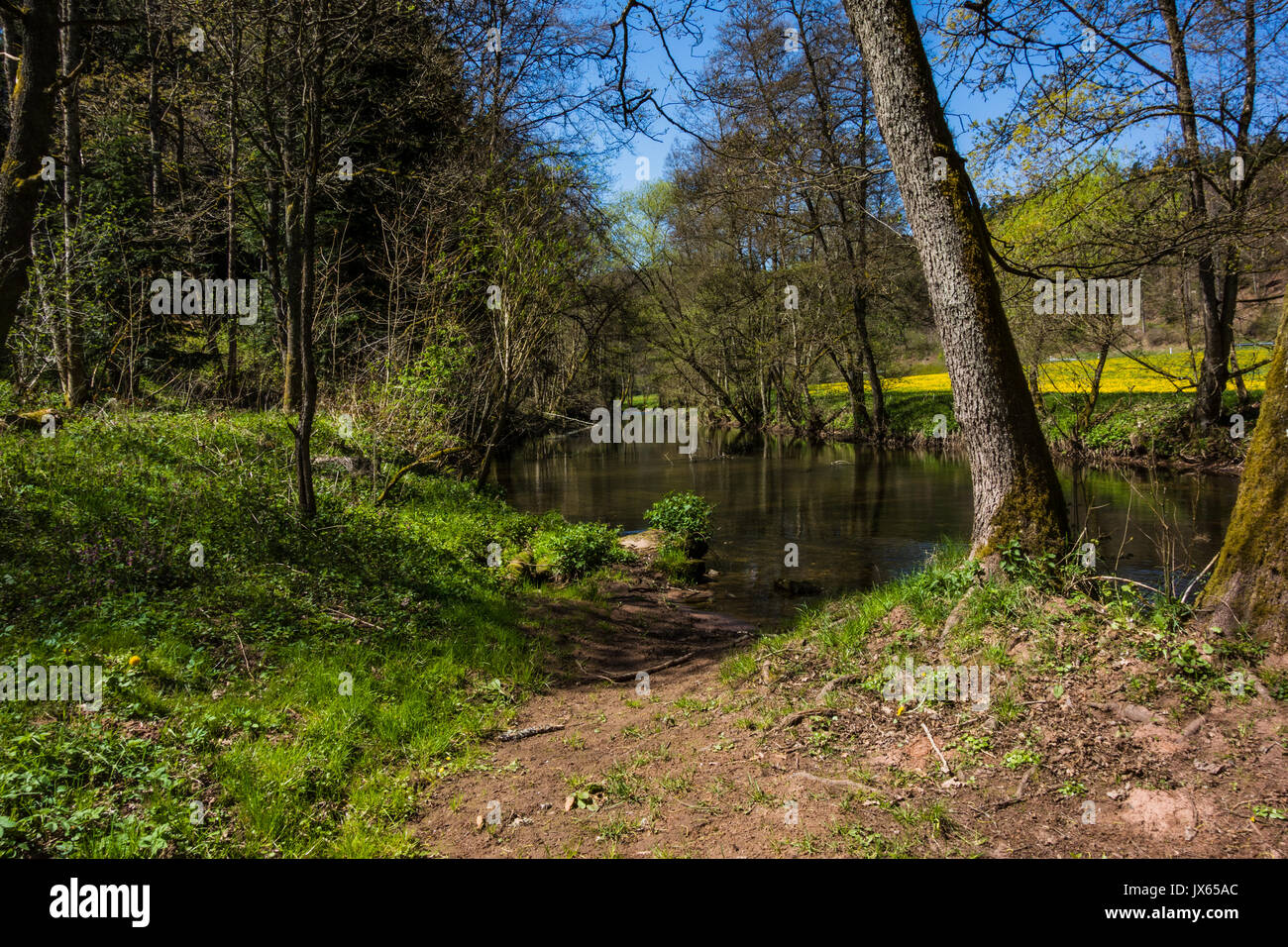 Eine Wanderung in Altensteig, im nördlichen Schwarzwald im frühen Frühling entlang des Flusses Nagold Stockfoto