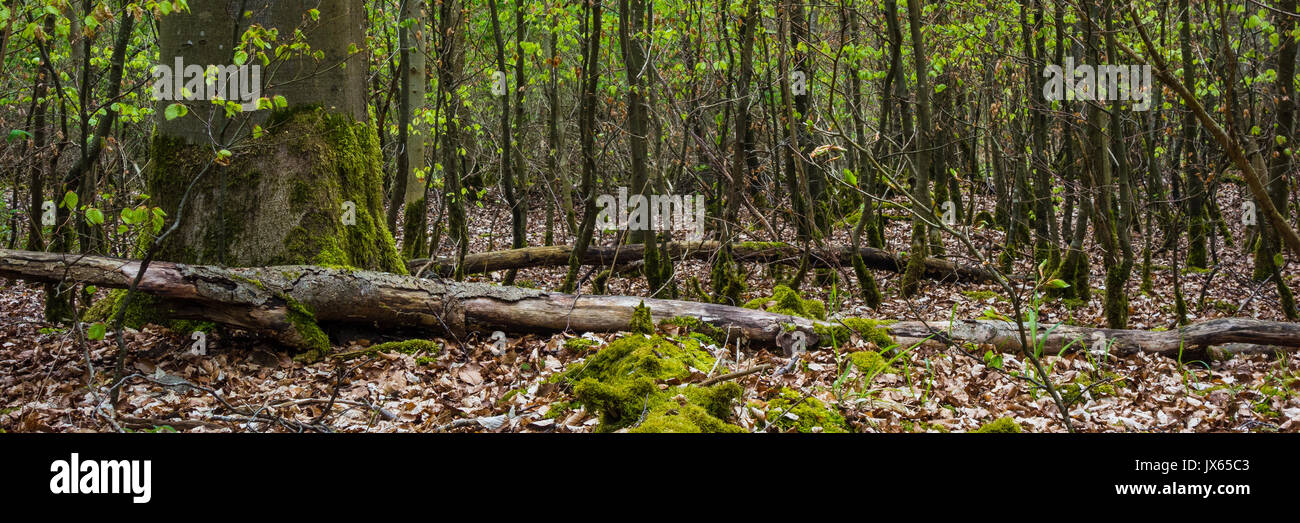 Wanderung in Ostelsheim, im Schwarzwald an einem bewölkten Tag im frühen Frühling. Dieses Bild wurde auf dem Weg genommen. Stockfoto