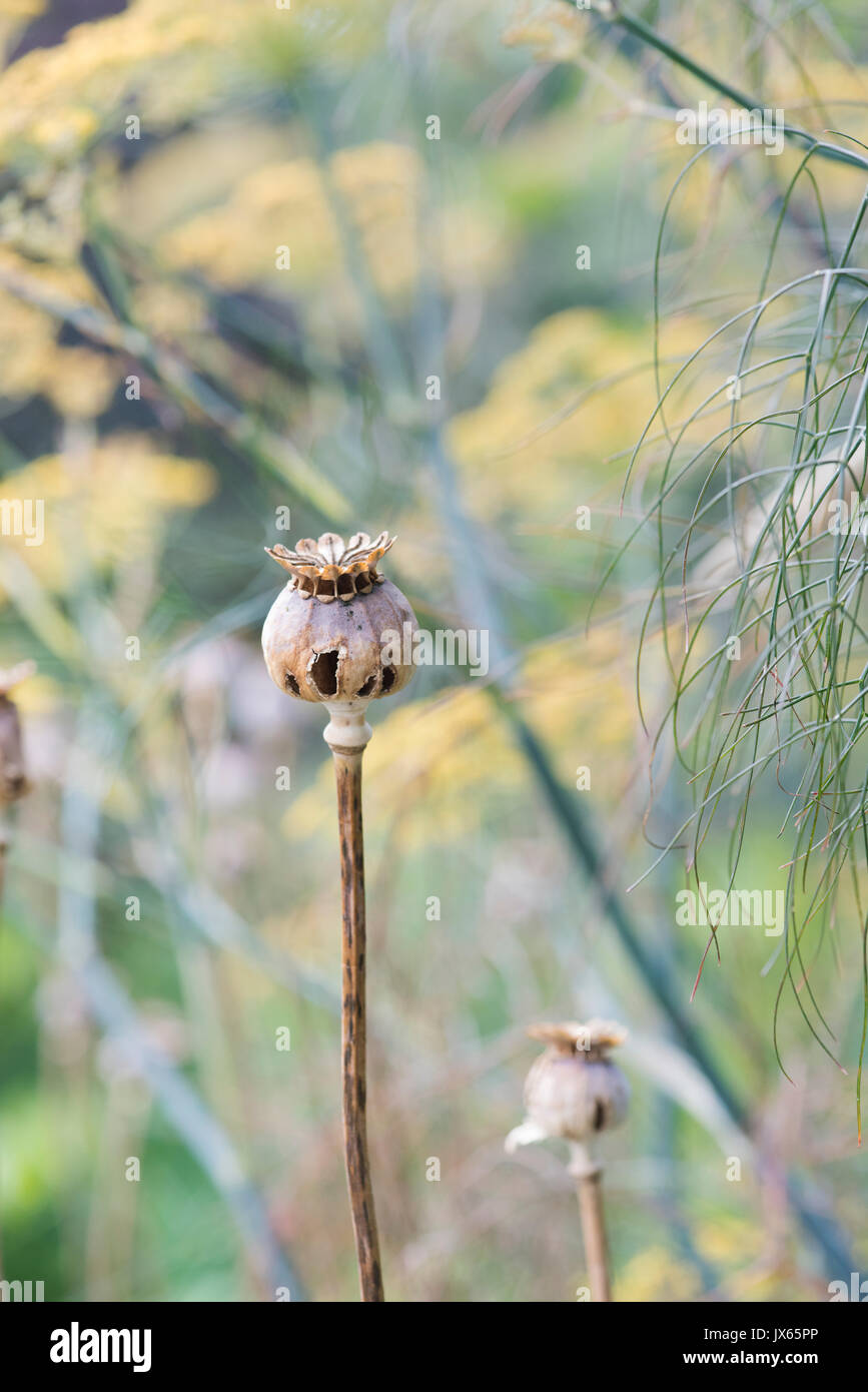 Poppy seedpod Kapsel in einen englischen Garten. Großbritannien Stockfoto