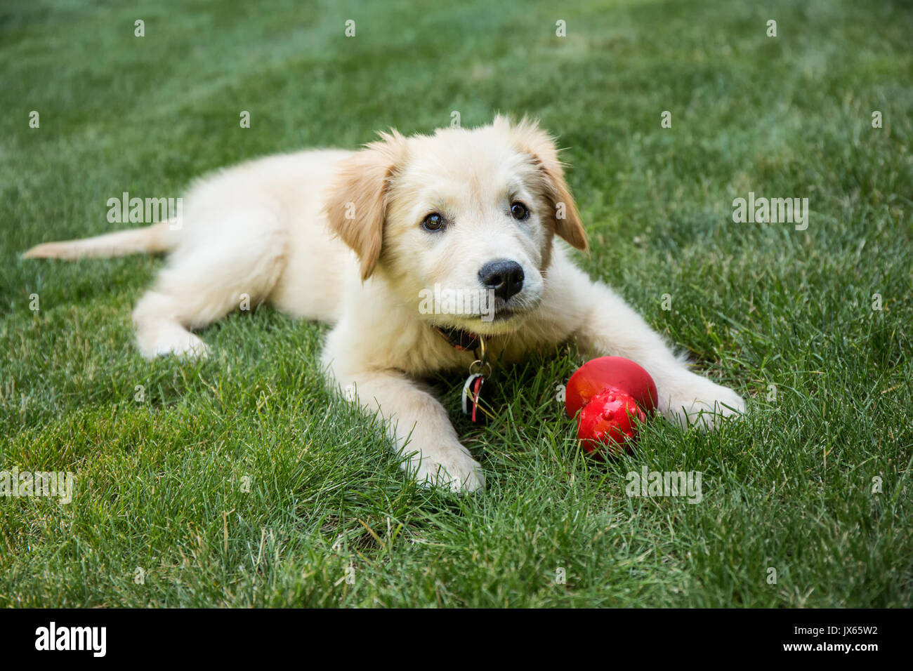 Golden Retriever Welpen 'Ivy' ruht auf seinen Rasen mit seinem roten kauen Spielzeug in Issaquah, Washington, USA Stockfoto