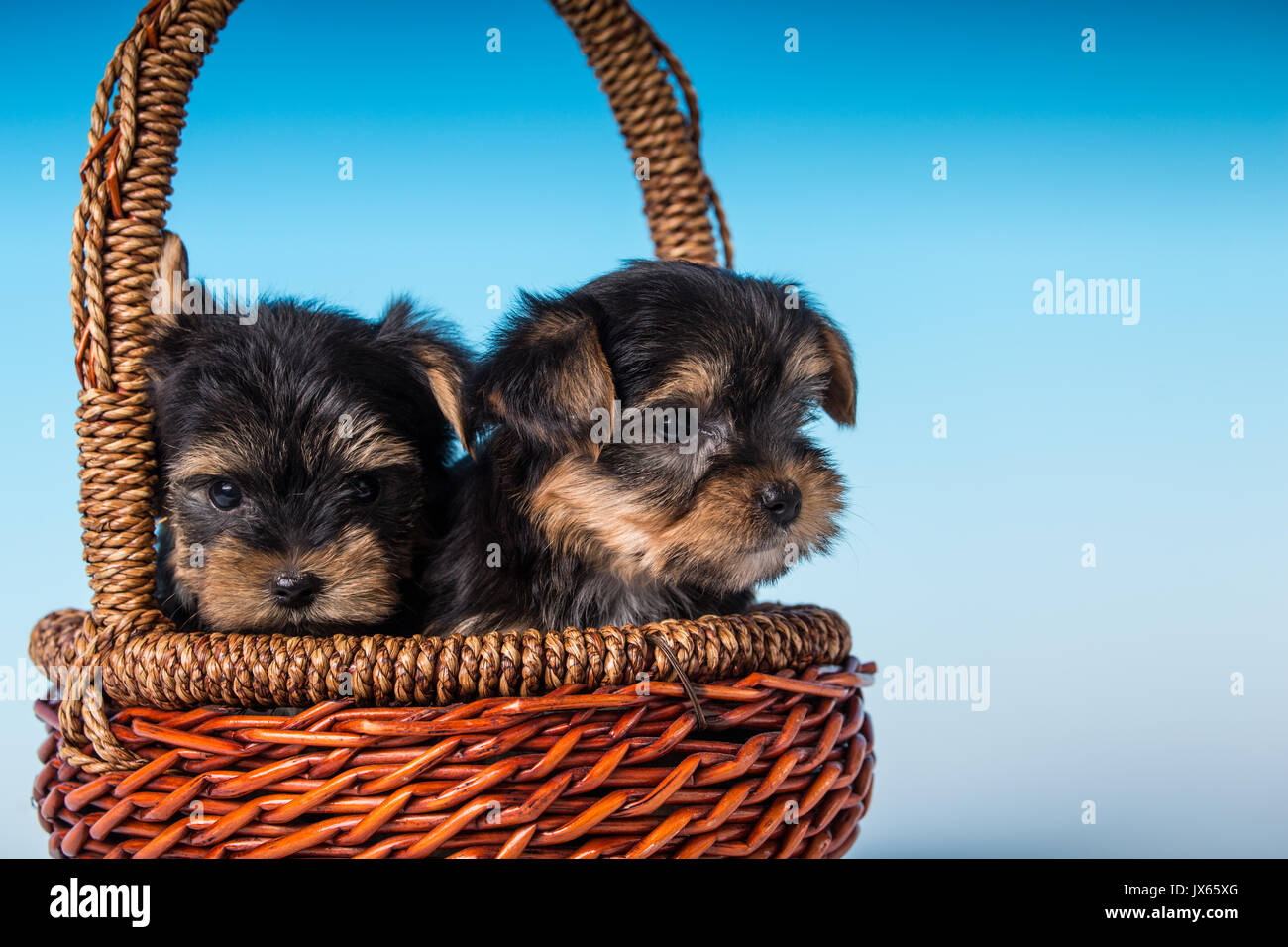 Teetasse Yorkie Stockfotos Und Bilder Kaufen Alamy