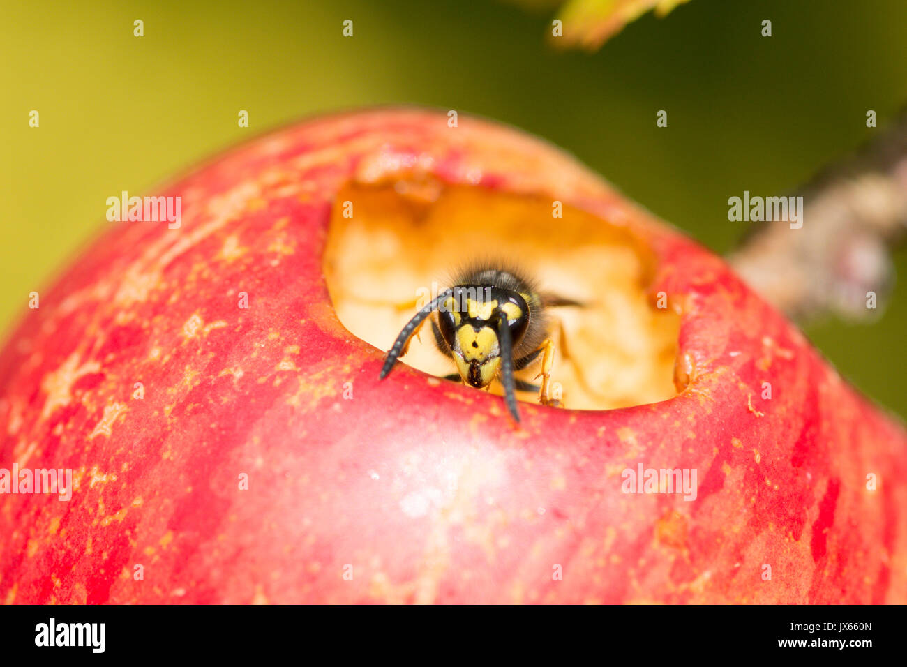 Gemeinsame Wasp, Vespula vulgaris, essen Loch in Essen apple, Sussex, UK. August Stockfoto