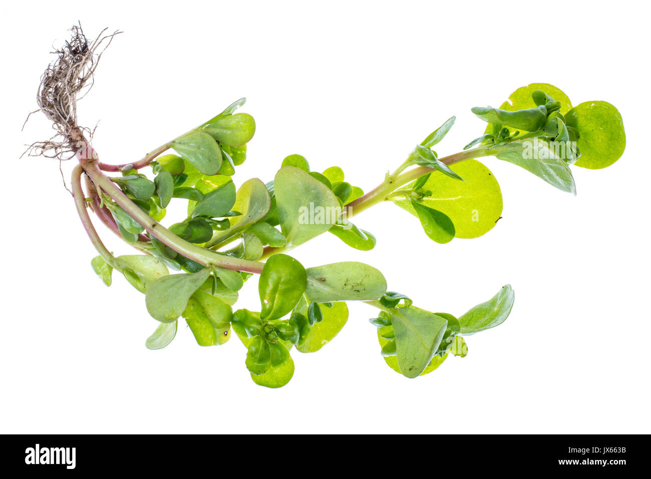 Portulak frischen Kräutern aus dem Garten. Studio Foto Stockfoto