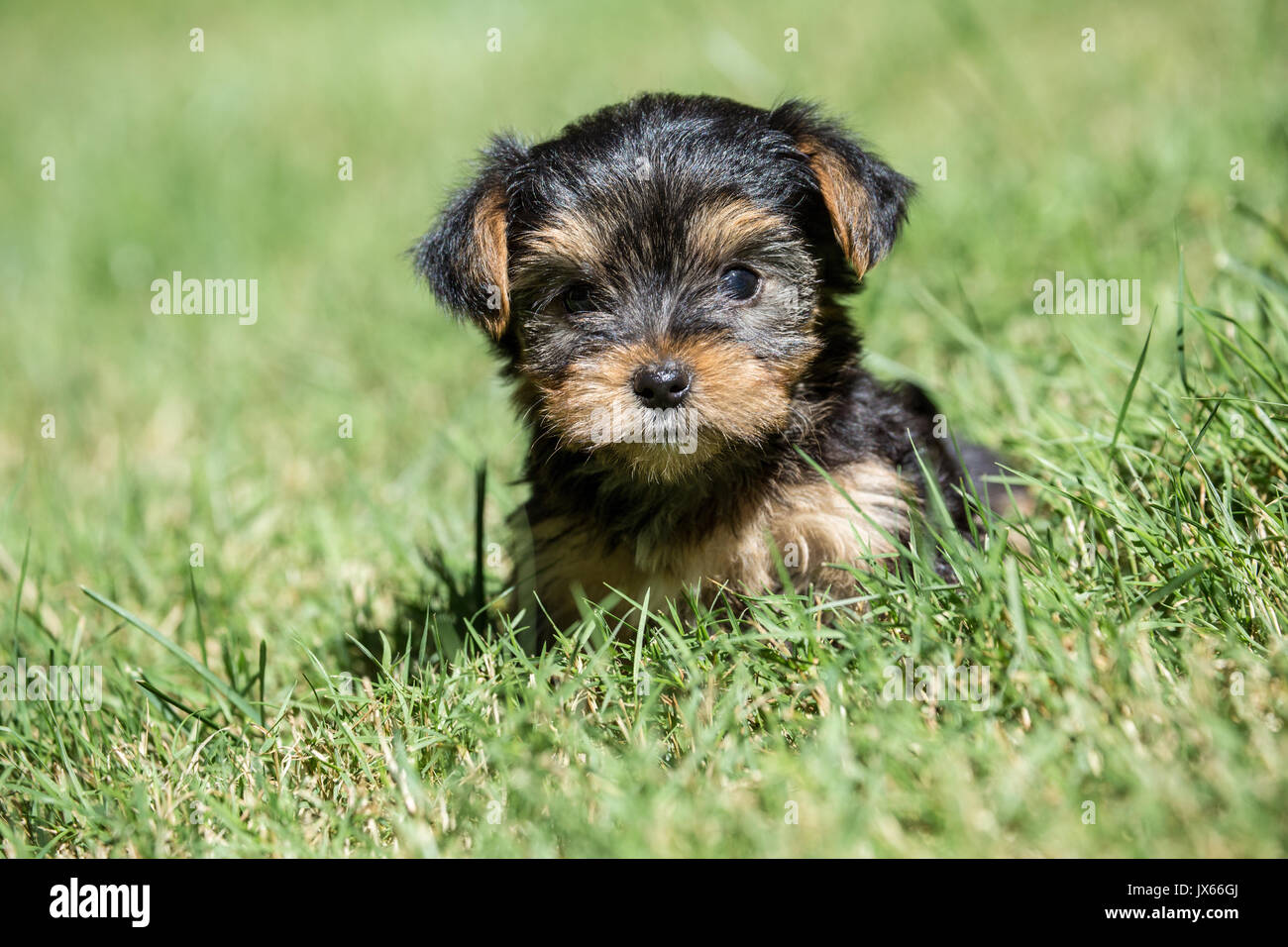 Süße kleine Yorkshire Terrier Welpen seine erste Reise außerhalb Erleben auf einem Rasen in Issaquah, Washington, USA Stockfoto