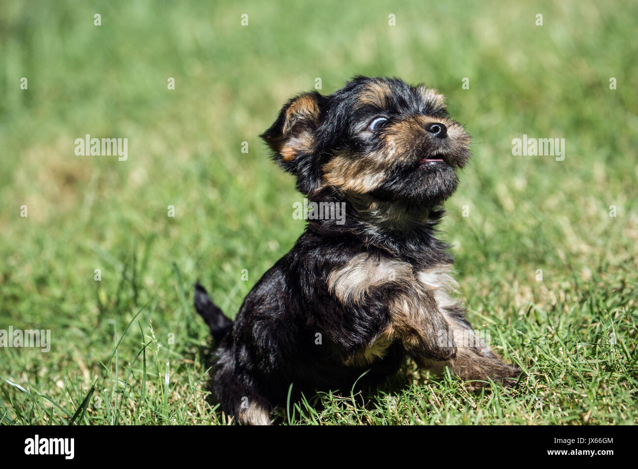 Lustige, kleine Yorkshire Terrier Welpen seine erste Reise außerhalb Erleben auf einem Rasen in Issaquah, Washington, USA Stockfoto