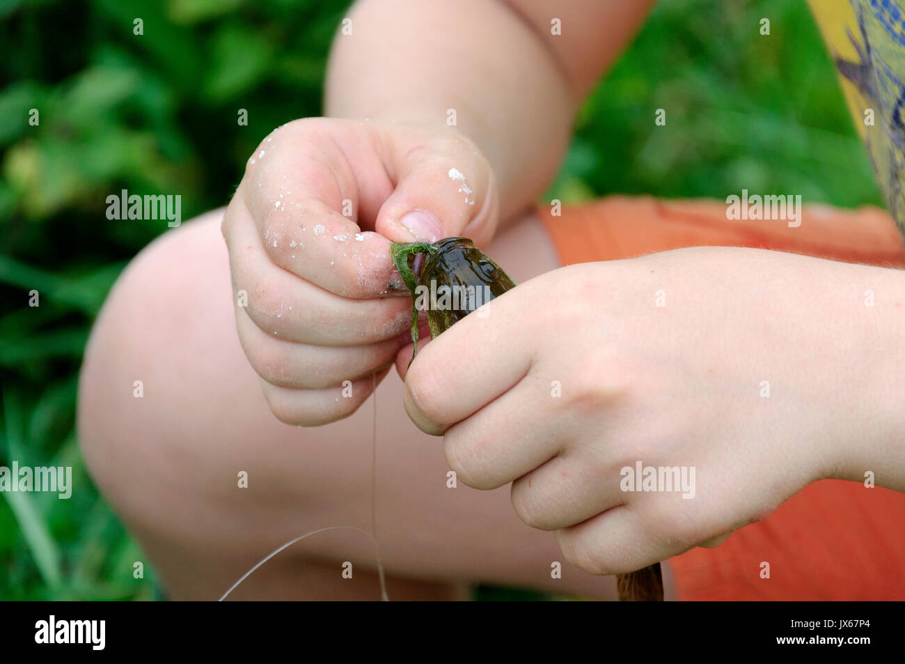 Kleine Fische in der Hand des Jungen Stockfoto